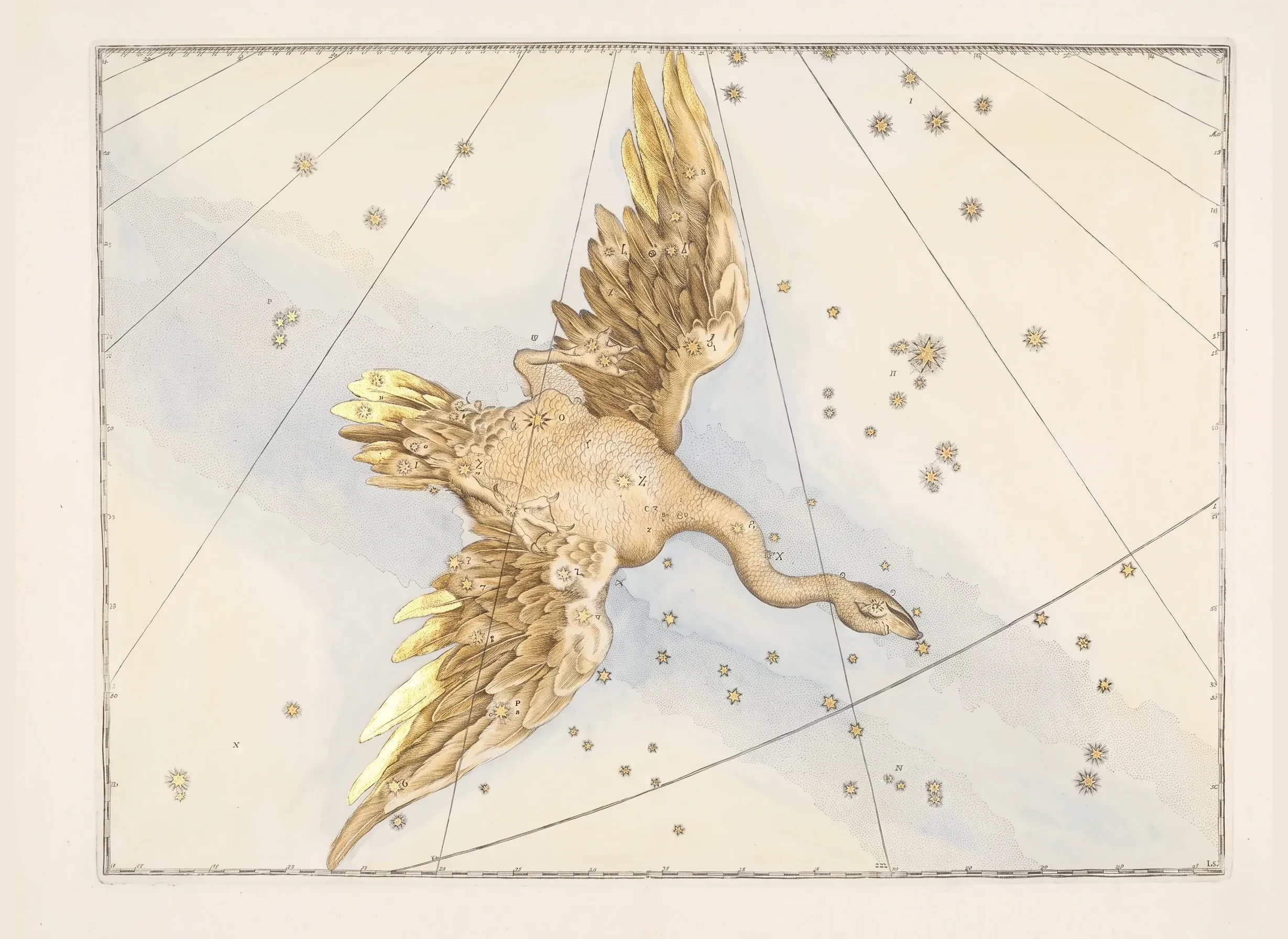 Cygnus, the Swan — The constellation Cygnus, After Bayer / Hevelius / Flamsteed, engraved 16th–18th c.